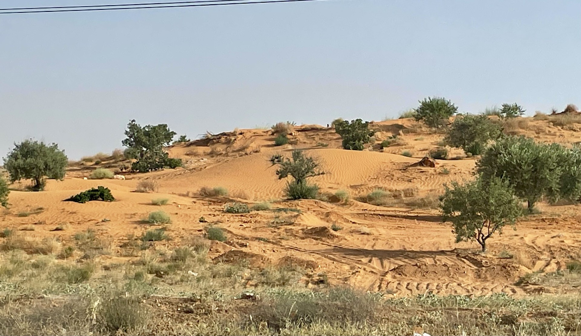Sand dune in Libya's Jabal Nafusa with some scrub brush and trees. Sky is clear blue with no clouds