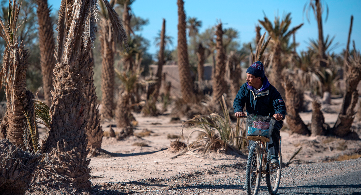 A man rides a bicycle through a desert oasis surrounded by dried up palm trees